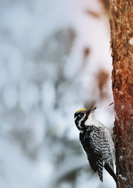 Uccello Picchio Tre Dita Albero Nel Parco Nazionale Oulanka Finlandia — Foto Stock