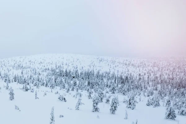 Árvores Abeto Cobertas Neve Parque Nacional Riisitunturi Finlândia — Fotografia de Stock