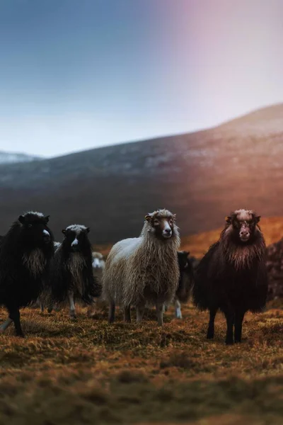 Herd Faroe Sheep Faroe Islands — 图库照片