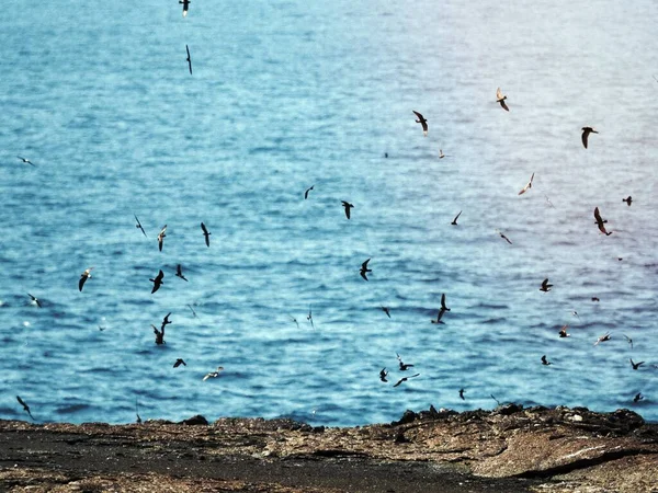 Troupeau Galpagos Petrels Volant Aux Îles Galpagos Équateur — Photo