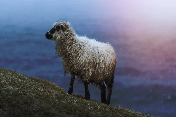 Färöer Schafe Auf Den Färöer Inseln Die Zum Königreich Dänemark — Stockfoto