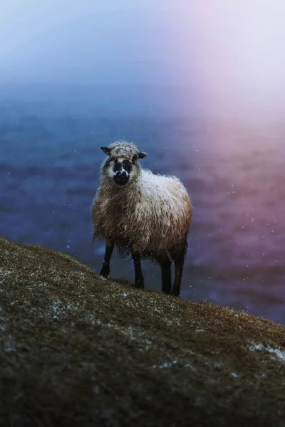 Faroe Sheep Faroe Islands Part Kingdom Denmark — Fotografia de Stock