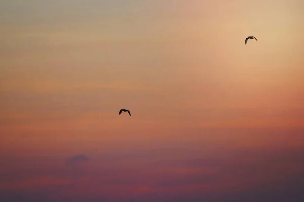 Dvojice Létajících Galpagos Víří Růžové Obloze Galpagos Ekvádor — Stock fotografie