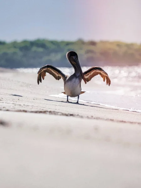 Pelicano Uma Praia Das Ilhas Galpagos Equador — Fotografia de Stock