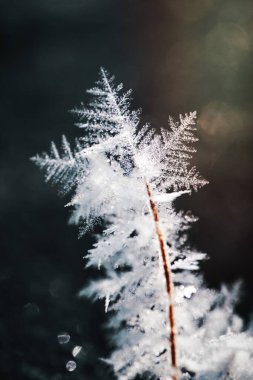 Kışın soğumuş eğreltiotu yaprakları