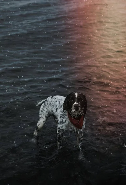 Собака Стоящая Мелкой Реке — стоковое фото