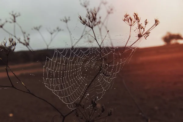 Spinnennetz Auf Einer Trockenen Blume — Stockfoto