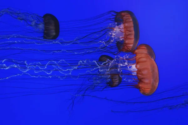 Medusas Mar Azul Profundo —  Fotos de Stock