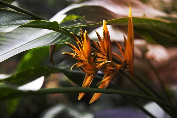 Sarı Egzotik Bir Çiçeğe Yaklaş — Stok fotoğraf