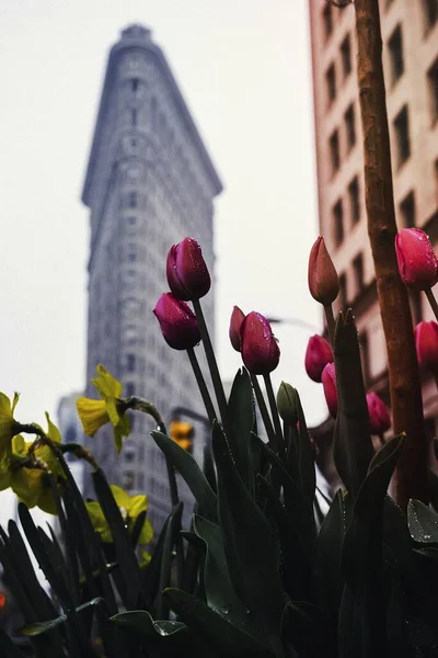 Тюльпаны Здании Флатирон Нью Йорк Соединенные Штаты — стоковое фото