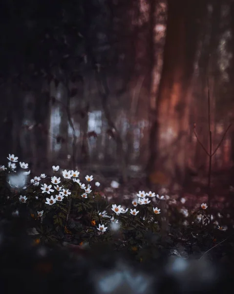 Дикі Квіти Лісі Вайхінген Дер Енц Німеччина — стокове фото