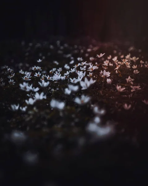 Лесные Цветы Лесах Фабрицианско Дер Энца Германия — стоковое фото