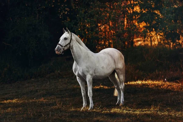 Ein Weißes Pferd Auf Einem Feld Belo Horizonte Brasilien — Stockfoto