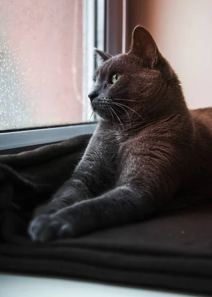 Šedá Domácí Kočka Dívá Okna — Stock fotografie