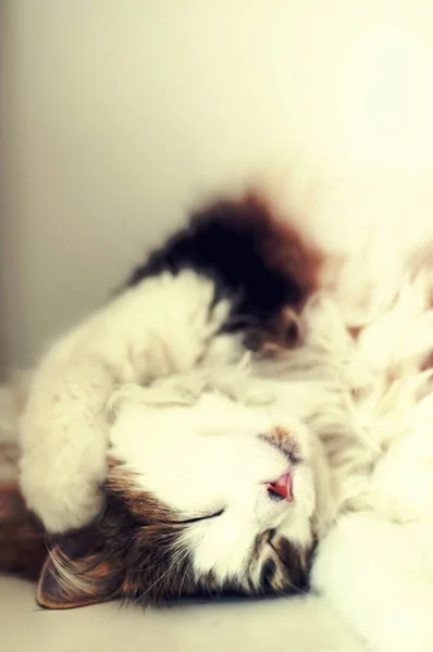 Roztomilá Kočička Vypadá Pohodlně — Stock fotografie