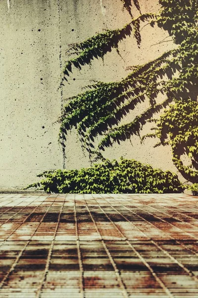 Πράσινα Φύλλα Τσιμεντένιο Τοίχο — Φωτογραφία Αρχείου