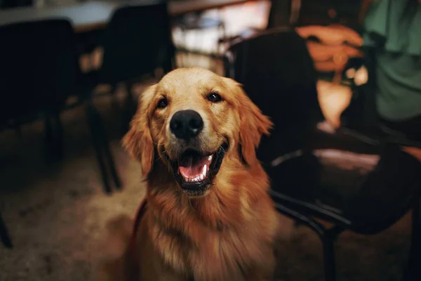 Χαρούμενο Σκυλί Γκόλντεν Ριτρίβερ — Φωτογραφία Αρχείου