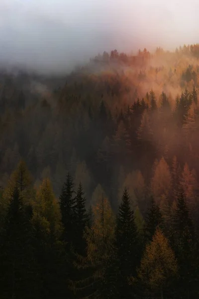 Obraz Mlhavého Lesa — Stock fotografie