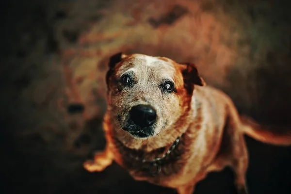 Собака Белу Оризонти — стоковое фото
