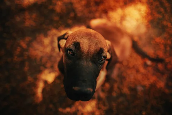 Dog Belo Horizonte Brazil — Stock Photo, Image