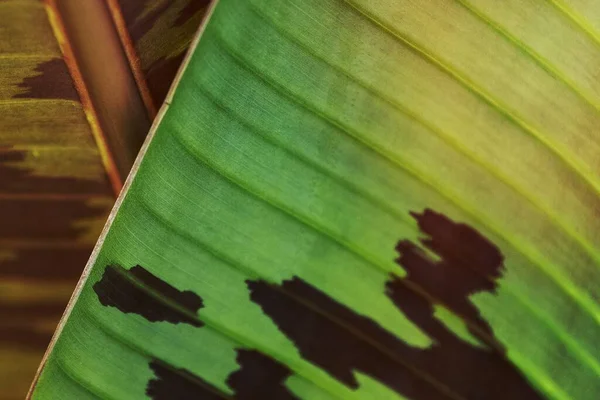 Padrão Arte Linha Anão Cavendish Banana Folhas Textura Macro Fotografia — Fotografia de Stock