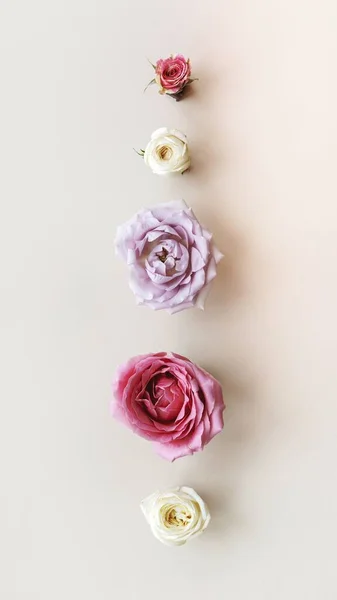 Цветущие Красочные Цветы Дизайн Фона — стоковое фото
