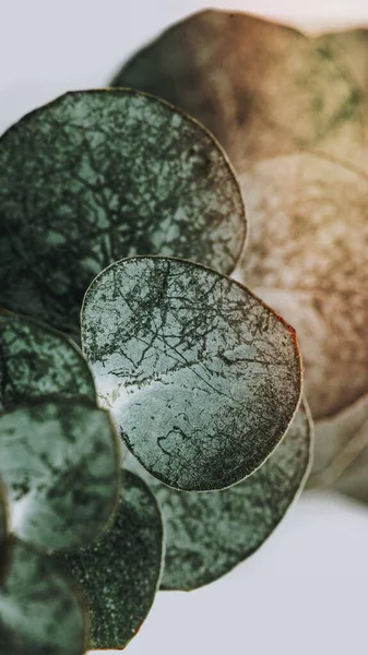 Эвкалипт Круглые Листья Мобильных Обоев — стоковое фото