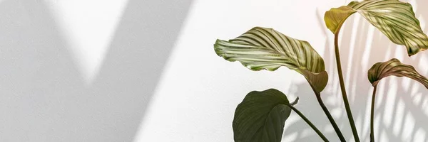 Calathea Orbifolia Par Mur Blanc — Photo
