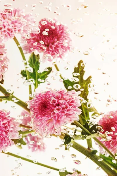 Pink Fresh Chrysanthemum Flowers Leaves Water Air Bubbles — Stock Photo, Image