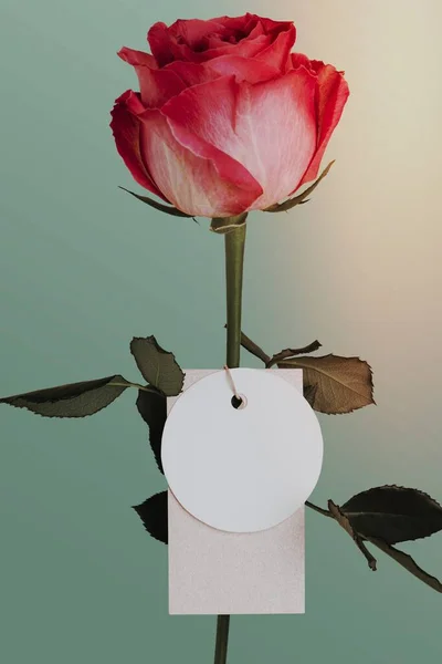 Rosa Fiore Con Tag — Foto Stock