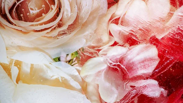 Bunte Rose Blume Hintergrund — Stockfoto