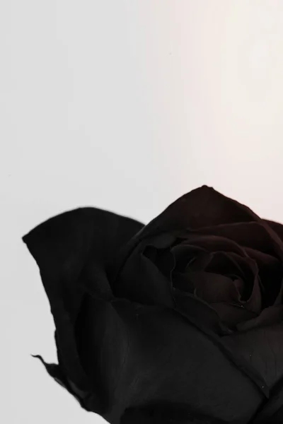 Fioritura Fiore Rosa Nera — Foto Stock