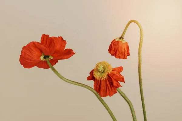 Närbild Röda Vallmo Blommor Beige Bakgrund — Stockfoto
