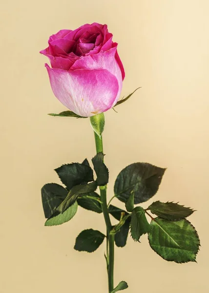 Fioritura Rosa Fiore Rosa — Foto Stock