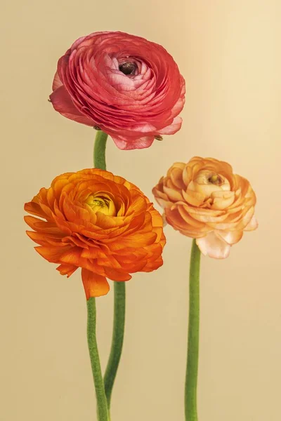 Çiçek Açan Bir Ranunculus — Stok fotoğraf