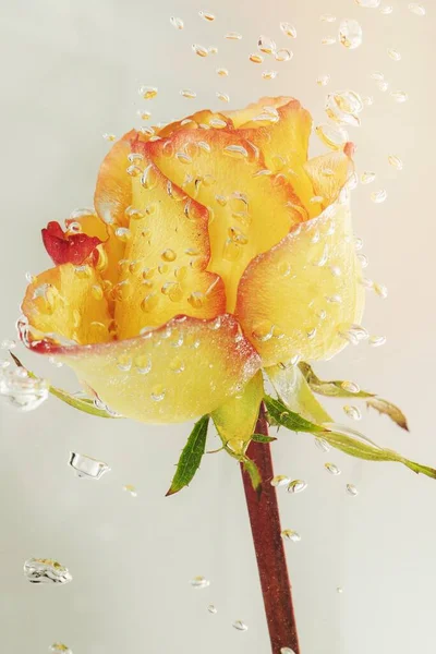 Rosa Gialla Fiore Con Bolle Aria — Foto Stock