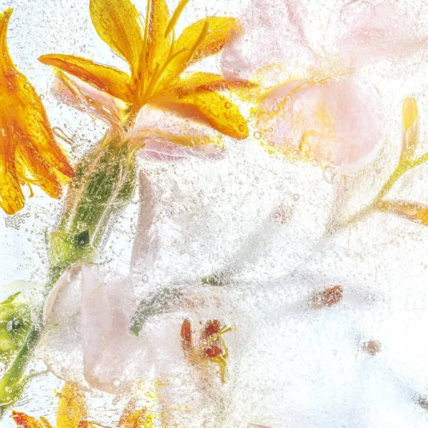 Orange Forsythie Blumen Hintergrund — Stockfoto