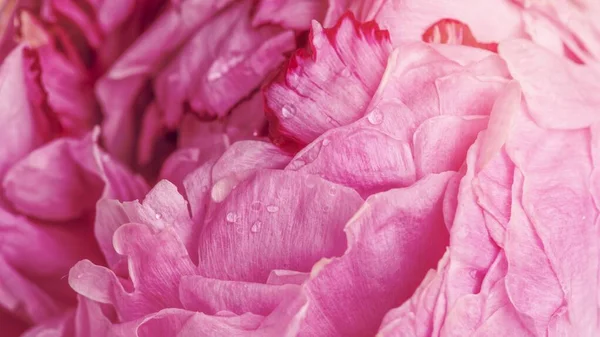 Рожеві Пелюстки Півонії Макрофотографія Фон — стокове фото
