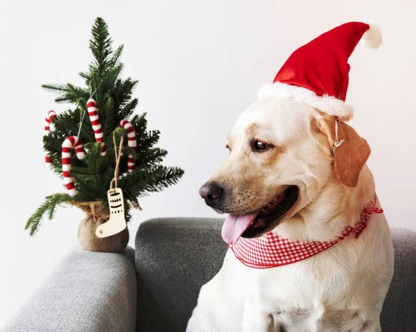 Şirin Labrador Retriever bir Noel şapka