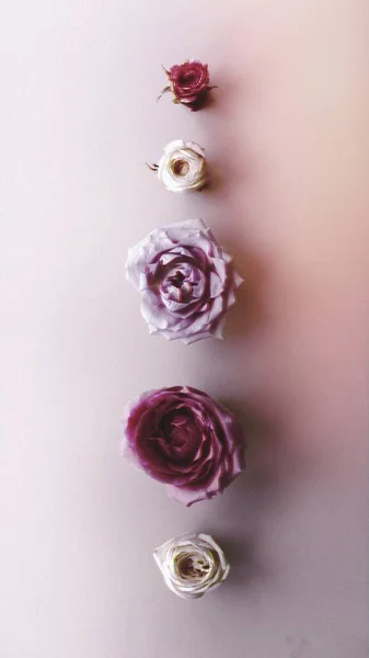 Blühende Bunte Blumen Hintergrund Design — Stockfoto