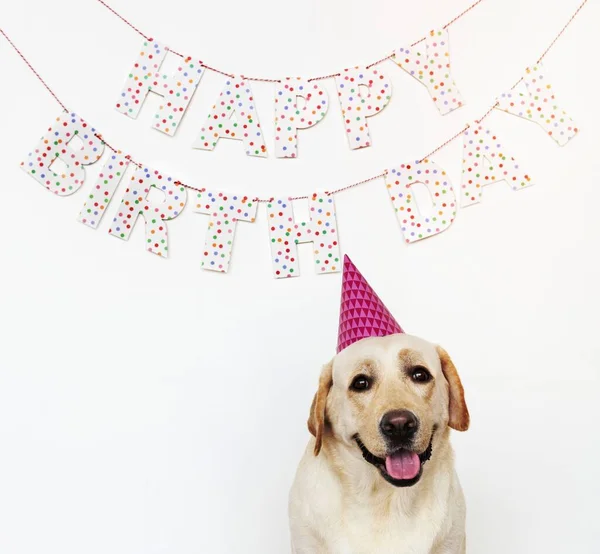 Χαριτωμένο Labrador Retriever Ένα Καπέλο Κόμμα Ένα Πάρτι Γενεθλίων — Φωτογραφία Αρχείου