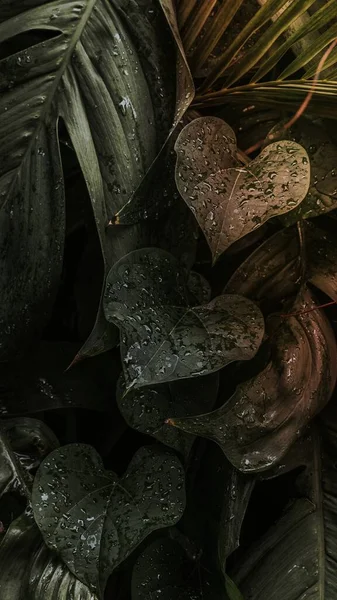 Wet Monstera Plant Leaves Mobile Wallpaper — Stock Photo, Image