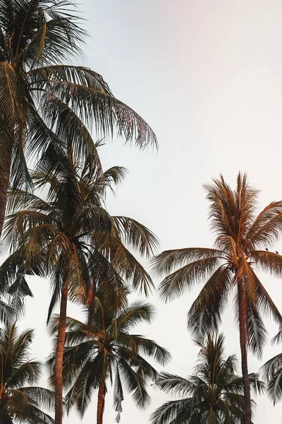 Kokospalmer Med Himmel Bakgrund — Stockfoto