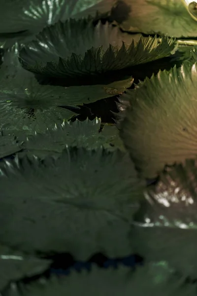 Круглые Зеленые Листья Лилии Пруду — стоковое фото
