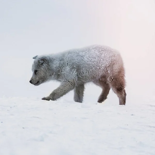 雪の中を歩くかわいいグリーンランドのそり犬の子犬 — ストック写真