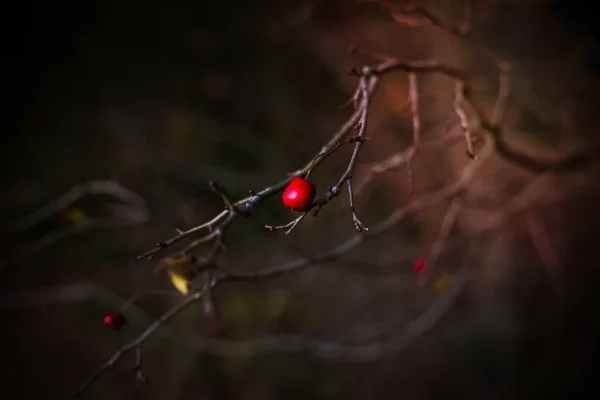 Червоні Ягоди Дереві — стокове фото