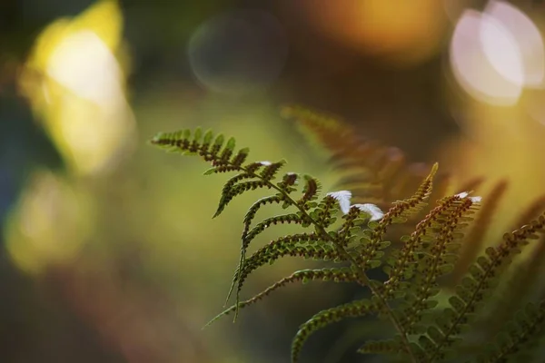 緑のシダの葉のクローズ アップ — ストック写真