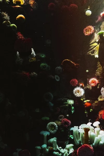 Κοράλλια Ενυδρείο — Φωτογραφία Αρχείου