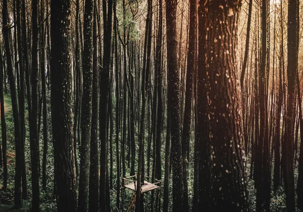 Bosque Viejo Con Árboles Enormes Indonesia — Foto de Stock