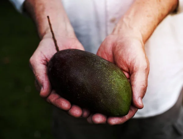 Händer Som Håller Färsk Mango — Stockfoto